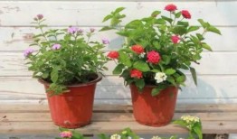 八卦大驴爆料视频大全最新,揭秘娱乐圈幕后风云